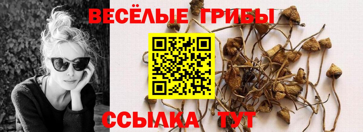 Псилоцибиновые грибы Psilocybe Малгобек